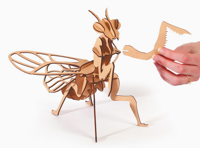 MAQUETTE BOIS 3D MANTE RELIGIEUSE 27 PCES